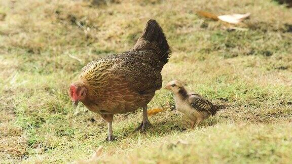 鸡妈妈带着小鸡在养鸡场的草地上吃草鸡妈妈和宝宝一起在养鸡场的夏季草坪上散步饲养家禽农业