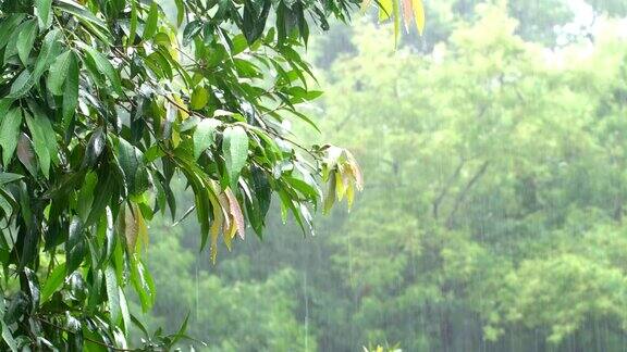 在热带森林里下雨