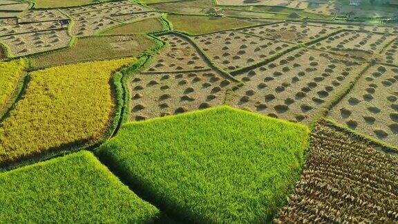 泰国绿色稻田的鸟瞰图