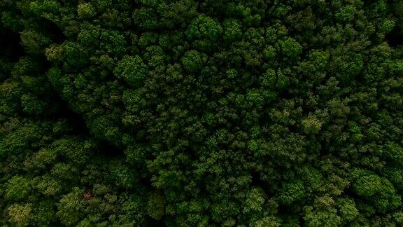 驾驶无人机飞过绿色的森林田野草地森林彼此和谐地结合在一起许多植物和树木组成了一个整体用无人机进行鸟瞰射击