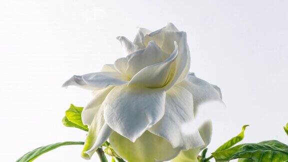 一段时间美丽的白色栀子花茉莉盛开在白色的背景4k的视频情人节母亲节春天节日爱情生日复活节概念