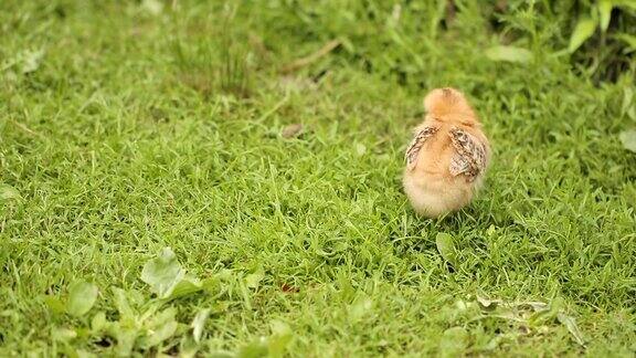 小草上的小鸡