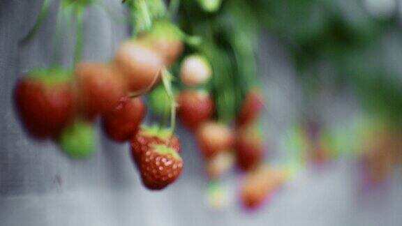 后院的草莓