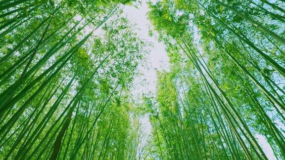 翠绿的竹林在风中摇曳