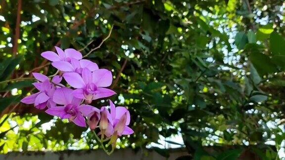 兰花紫色的树下