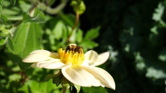 大黄蜂在大丽花上采集花粉特写