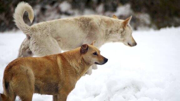 冬天雪地上的流浪狗慢动作