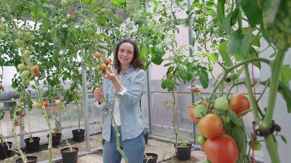 在有机农场检查西红柿的女园丁