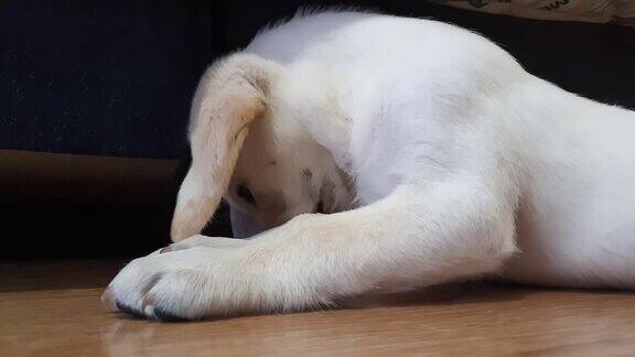一只小拉布拉多小狗躺在地板上放纵地玩耍