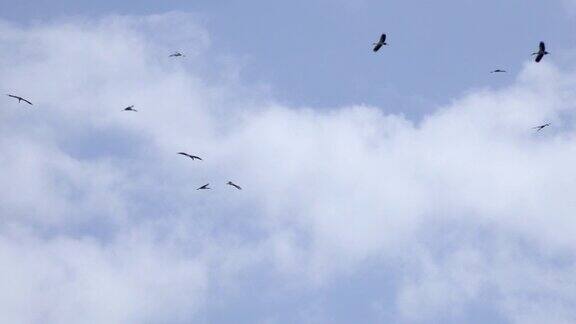 白天一群鸟儿在晴朗的天空中飞翔