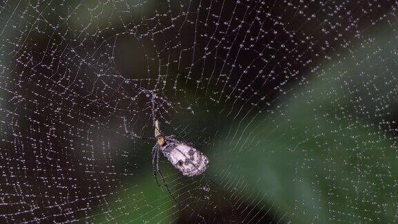 在热带雨林里蜘蛛在蛛网上捕捉蝴蝶