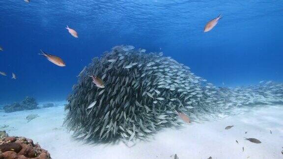 饵球在加勒比海珊瑚礁浅水的鱼群库拉索岛