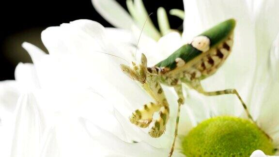花里的螳螂
