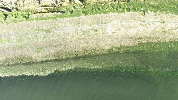 藻类绿色海滩鸟瞰图头顶上的无人机角度