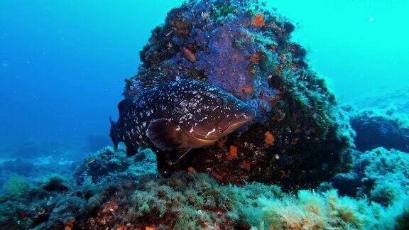 海洋海洋生物-礁石中的石斑鱼在照相机附近游动