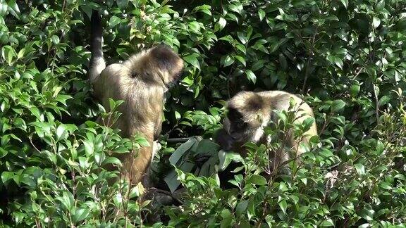 两只蜘蛛猴吃香蕉树叶