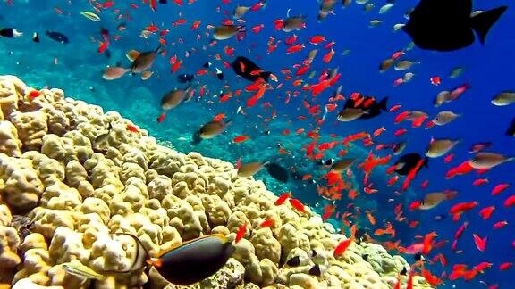 红海中的热带珊瑚礁和小鱼