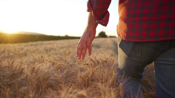 农民在田间行走时手摸金黄色的麦穗