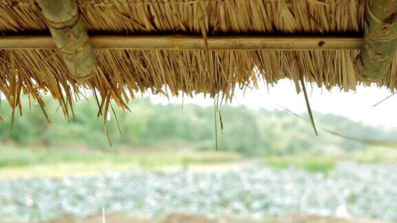 稻草屋顶上滴落的水珠