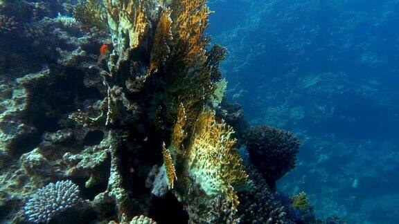 海底世界和珊瑚礁居民