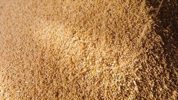 特写小麦下落装载小麦到一个筒仓