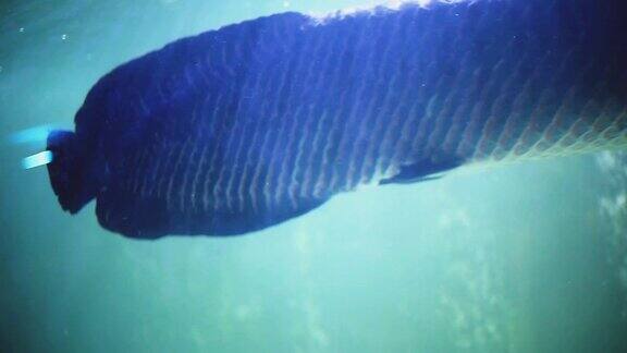 在蓝色水族馆里游泳的热带鱼1920x1080高清