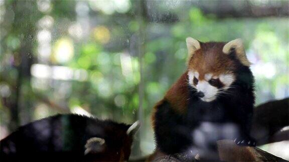 小熊猫学名“小熊猫”叫小熊猫红熊猫树上特写高清