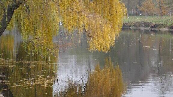 秋天的背景-垂柳与黄色的叶子在树枝上的湖在公园