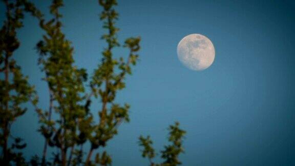 满月在夜晚的天空在树叶后面