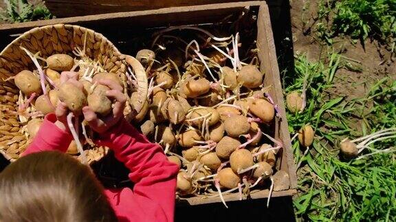 孩子正在花园里种土豆有选择性的重点