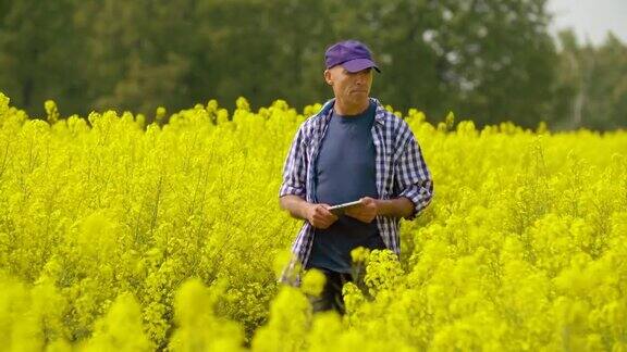 农民用数字平板检查油菜在田间开花