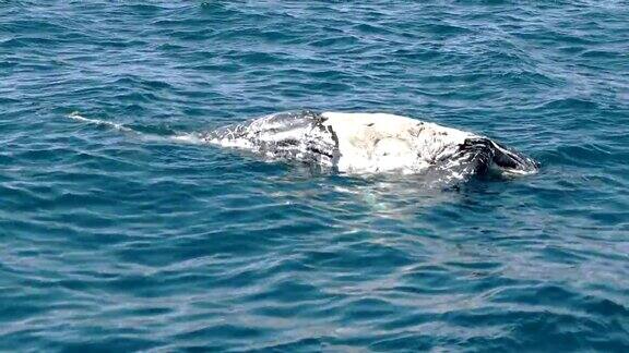 merimbula死去的座头鲸幼崽