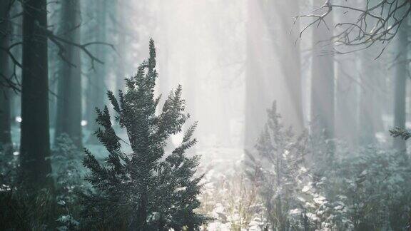 在一个雾蒙蒙的早春日松林被清晨的阳光照亮