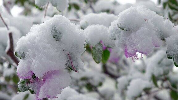 杜鹃花在西伯利亚晚春的雪下开花