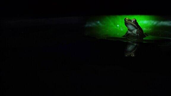 夜间池塘红斑蛙