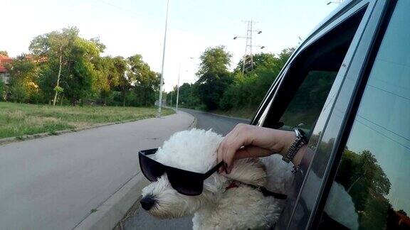 戴着墨镜往车窗外看的搞笑狗