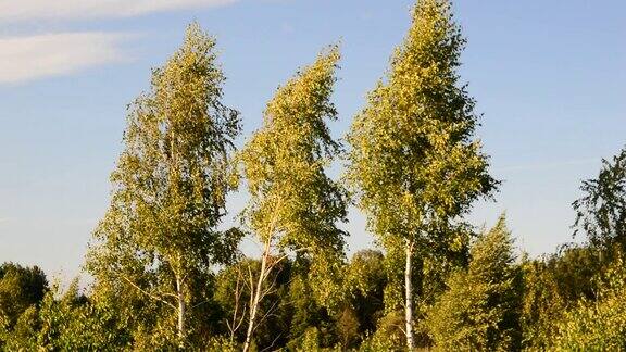 风中的三棵白桦树