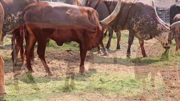 瓦图斯牛群(Ankole-Watusi)在畜牧场吃草