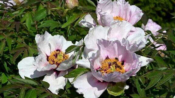 ．春天蜜蜂在牡丹花上采集花蜜
