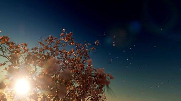 美丽的玉兰花树落花映衬着夕阳4K