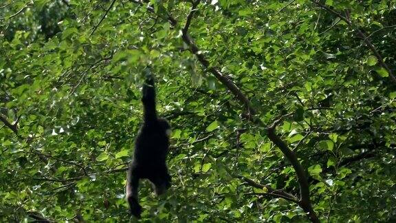 挂在树上的白颊长臂猿
