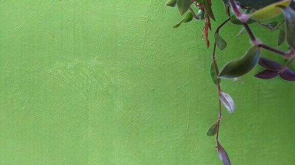 葡萄藤和悬挂的室内植物在绿色的背景下随风飘扬