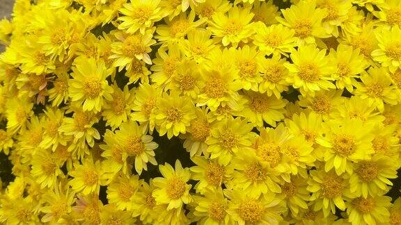 在秋天的花园里有娇嫩的黄色花瓣的菊花丛
