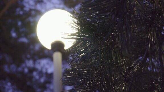 街灯在冬天夜晚的天气背景上落下的雪