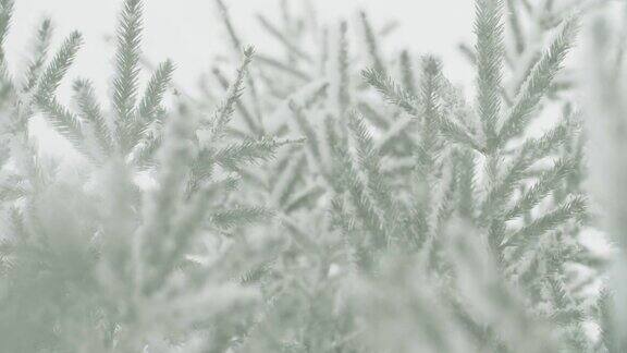 雪花落在冷杉树枝上