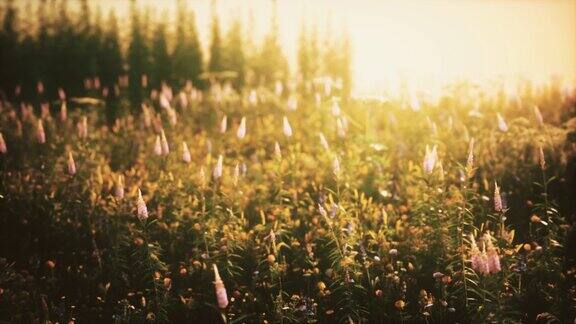 夏日夕阳下的野花