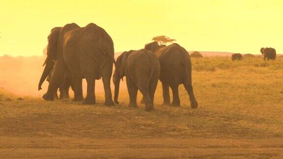 一群大象漫步在大草原沙漠扬起尘土