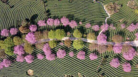 绿色茶园的粉红色樱桃树的航拍照片