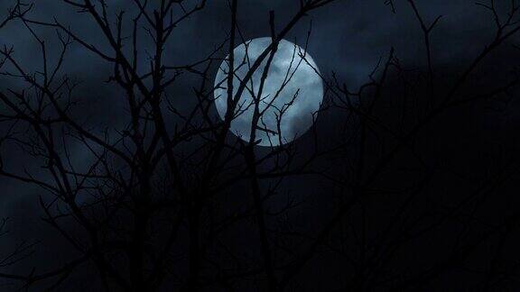 枝头满月