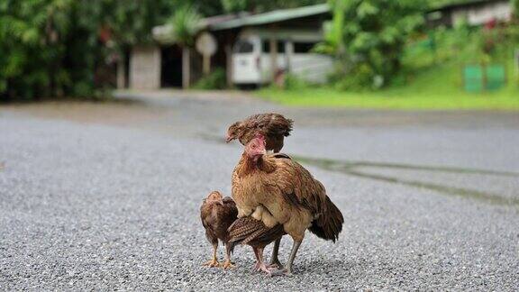 小鸡和母鸡在路上嬉戏